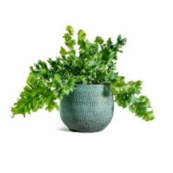 Phlebodium Davana - Blue Star Fern 29 Phlebodium Davana - Blue Star Fern -Plant Promotion Store Phlebodium davana Blue Star Fern ryan shiny blue plant pot