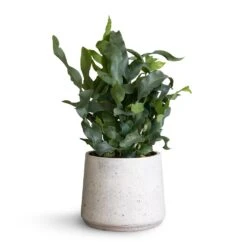 Phlebodium Blue Star - Blue Star Fern -Plant Promotion Store Phlembodium Blue Star Blue Star Fern 12x30cm Patt Plant Pot White Washed 16x14cm