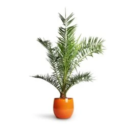Charlotte Plant Pot - Orange -Plant Promotion Store Phoenix Canariensis Canary Island Date Palm 21x130cm Charlotte Plant Pot Orange 29x25cm 5949e52b a23d 47b5 bc4d 36092620ae12