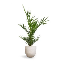 Phoenix Canariensis - Canary Island Date Palm 16 Phoenix Canariensis - Canary Island Date Palm -Plant Promotion Store Phoenix canariensis Canary Island Date Palm 14x40cm Cas Plant Pot Cool Grey 21x19cm 3ade385b 5e08 4c54 85b3 4bc23da8fb79