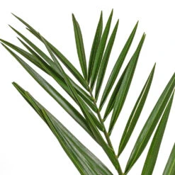 Phoenix Canariensis - Canary Island Date Palm 13 Phoenix Canariensis - Canary Island Date Palm -Plant Promotion Store Phoenix canariensis Canary Island Date Palm 14x60cm 2