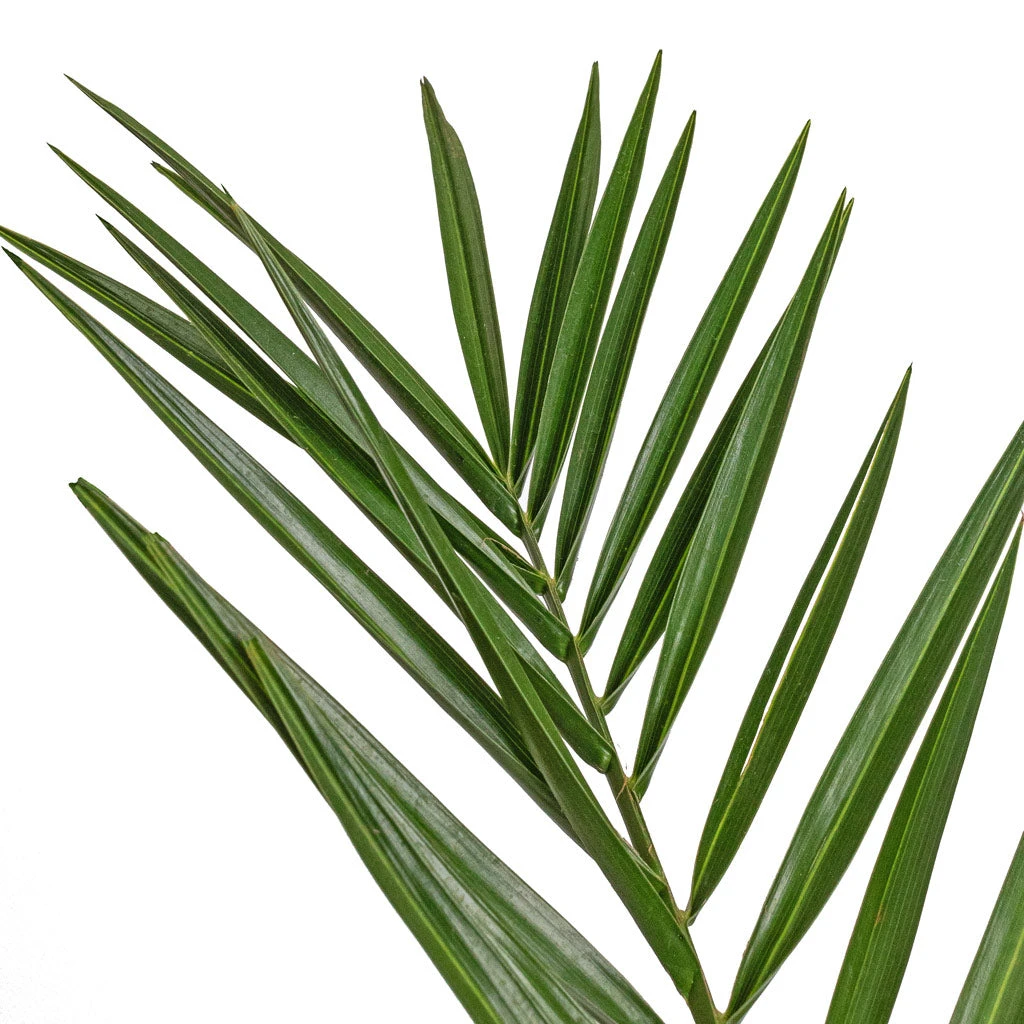 Phoenix Canariensis - Canary Island Date Palm 6 Phoenix Canariensis - Canary Island Date Palm - Image 4