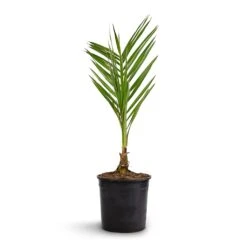 Phoenix Canariensis - Canary Island Date Palm 12 Phoenix Canariensis - Canary Island Date Palm -Plant Promotion Store Phoenix canariensis Canary Island Date Palm 14x60cm