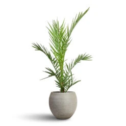 Phoenix Canariensis - Canary Island Date Palm 15 Phoenix Canariensis - Canary Island Date Palm -Plant Promotion Store Phoenix canariensis Canary Island Date Palm 14x60cm Abby Ball Plant Pot Ridged Cement 23x20cm 1 b04bdfba 37d7 4681 a898 897c7a85568b