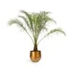 Phoenix Roebelenii - Pygmy Date Palm -Plant Promotion Store Phoenix roebelenii Pygmy Date Palm 17x50cm Ayka Metal Plant Pots Set4 Old Camel