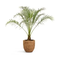 Cody Plant Pot - Straw Grass 33 Cody Plant Pot - Straw Grass -Plant Promotion Store Phoenix roebelenii Pygmy Date Palm 17x50cm Cody Plant Pot Straw Grass 27x26cm 425c9fa2 386a 4cad bf97 eb9815a36266