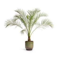 Phoenix Roebelenii - Pygmy Date Palm 12 Phoenix Roebelenii - Pygmy Date Palm -Plant Promotion Store Phoenix roebelenii Pygmy Date Palm 17x50cm Linn Plant Pot Deep Green 21x21cm abfc0ba6 ed96 42f0 b384 46b558ae090b