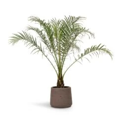 Phoenix Roebelenii - Pygmy Date Palm 14 Phoenix Roebelenii - Pygmy Date Palm -Plant Promotion Store Phoenix roebelenii Pygmy Date Palm 17x50cm Patt Plant Pot Ash Brown 23x20cm