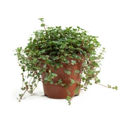 Pilea Glaucophylla Greyzy - Silver Sparkles -Plant Promotion Store Pilea glaucophylla Greyzy Silver Sparkles 12cm
