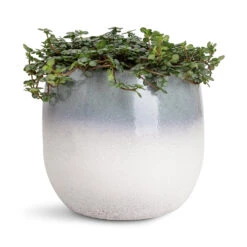 Pilea Glaucophylla Greyzy - Silver Sparkles -Plant Promotion Store Pilea glaucophylla Greyzy Silver Sparkles 12x20cm Fem Pot Sky Blue 15x13cm