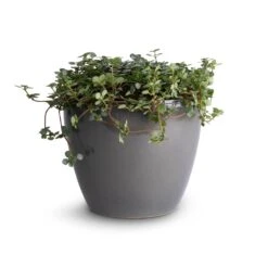 Pilea Glaucophylla Greyzy - Silver Sparkles -Plant Promotion Store Pilea glaucophylla Greyzy Silver Sparkles 12x20cm Sven Plant Pot Smoke 15x12cm