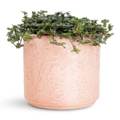 Betsy Embossed Plant Pot - Floral Pink -Plant Promotion Store Pilea glaucophylla Greyzy Silver Sparkles 12x20cm etsy Pot Floral Pink 13.5x12cm 1