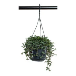 Pilea Glaucophylla Greyzy - Silver Sparkles -Plant Promotion Store Pilea glaucophylla Greyzy Silver Sparkles 15cm