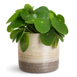 Gia Rippled Plant Pot - Stone Granite Dip -Plant Promotion Store Pilea peperomioides 15x25cm Gia Pot Stone Granite 19x16cm 1