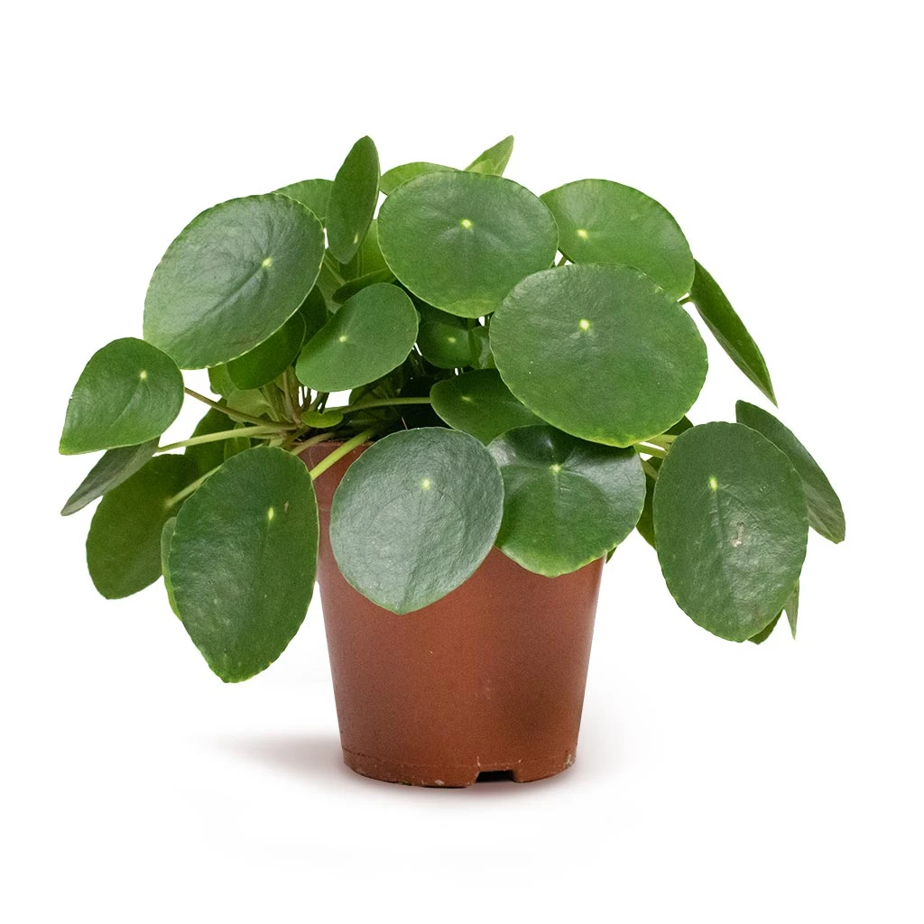 Pilea Peperomioides - Chinese Money Plant 8 Pilea Peperomioides - Chinese Money Plant - Image 6