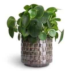 Stian Plant Pot - Moss Green 35 Stian Plant Pot - Moss Green -Plant Promotion Store Pilea peperomioides Chinese Money Plant 12x25cm Stian Plant Pot Moss Green 16x15cm 40d96b65 bb91 4469 aa1a 66e5b7067398