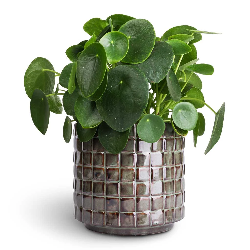Stian Plant Pot - Moss Green 16 Stian Plant Pot - Moss Green - Image 14