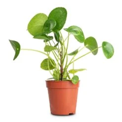 Pilea Peperomioides - Chinese Money Plant 18 Pilea Peperomioides - Chinese Money Plant -Plant Promotion Store Pilea peperomioides Chinese Money Plant 13x25cm