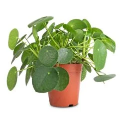 Pilea Peperomioides - Chinese Money Plant 23 Pilea Peperomioides - Chinese Money Plant -Plant Promotion Store Pilea peperomioides Chinese Money Plant 15x25cm
