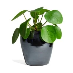 Pilea Peperomioides - Chinese Money Plant 21 Pilea Peperomioides - Chinese Money Plant -Plant Promotion Store Pilea peperomioides Chinese Money Plant 15x25cm Amora Plant Pot Anthracite Mirror 21x21cm 337cb125 61f5 41d7 8138 49d609642e9f