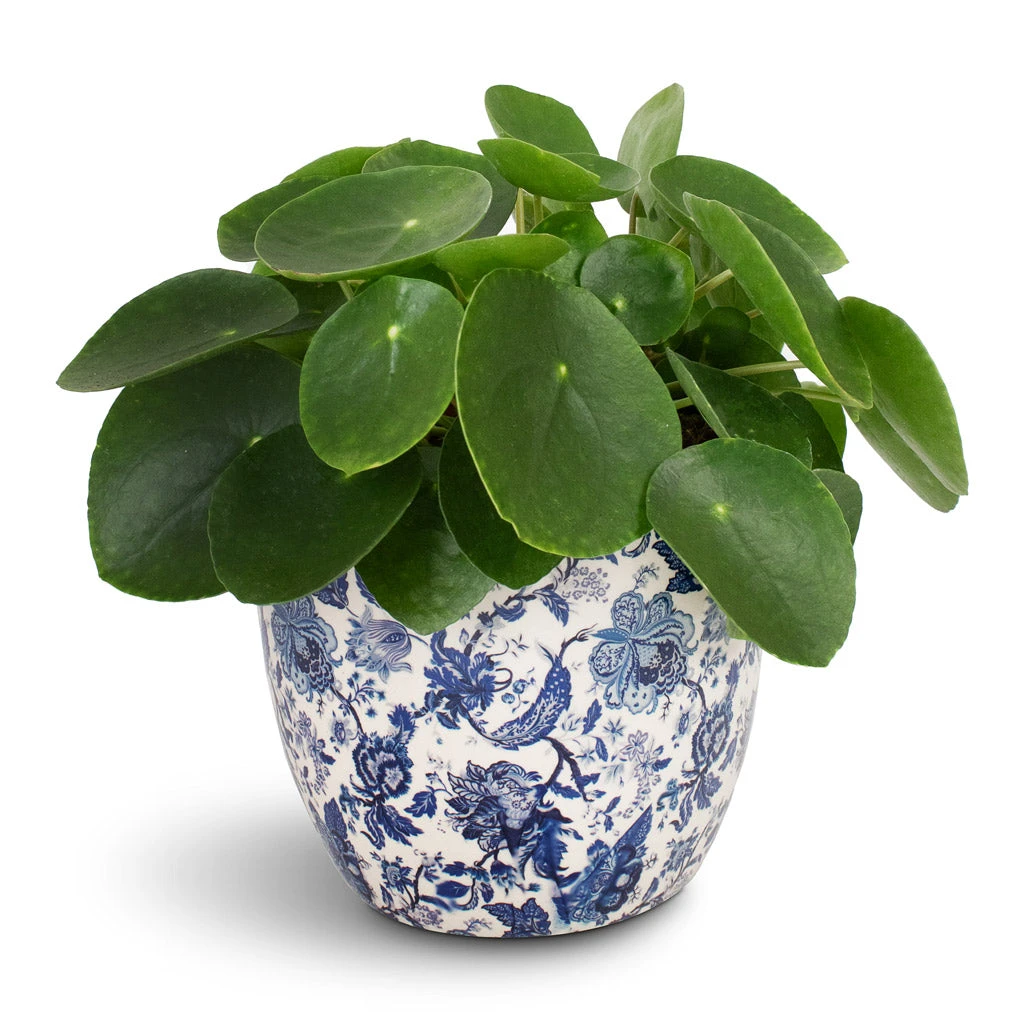 Pilea Peperomioides - Chinese Money Plant 10 Pilea Peperomioides - Chinese Money Plant - Image 8