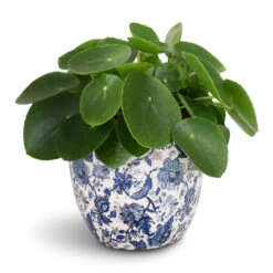 Monza Plant Pot - Vintage Blue -Plant Promotion Store Pilea peperomioides Chinese Money Plant 15x25cm Monza Plant Pot Vintage Blue 17x17cm f1dfb991 42d1 4a15 9c66 73b294fe51ae