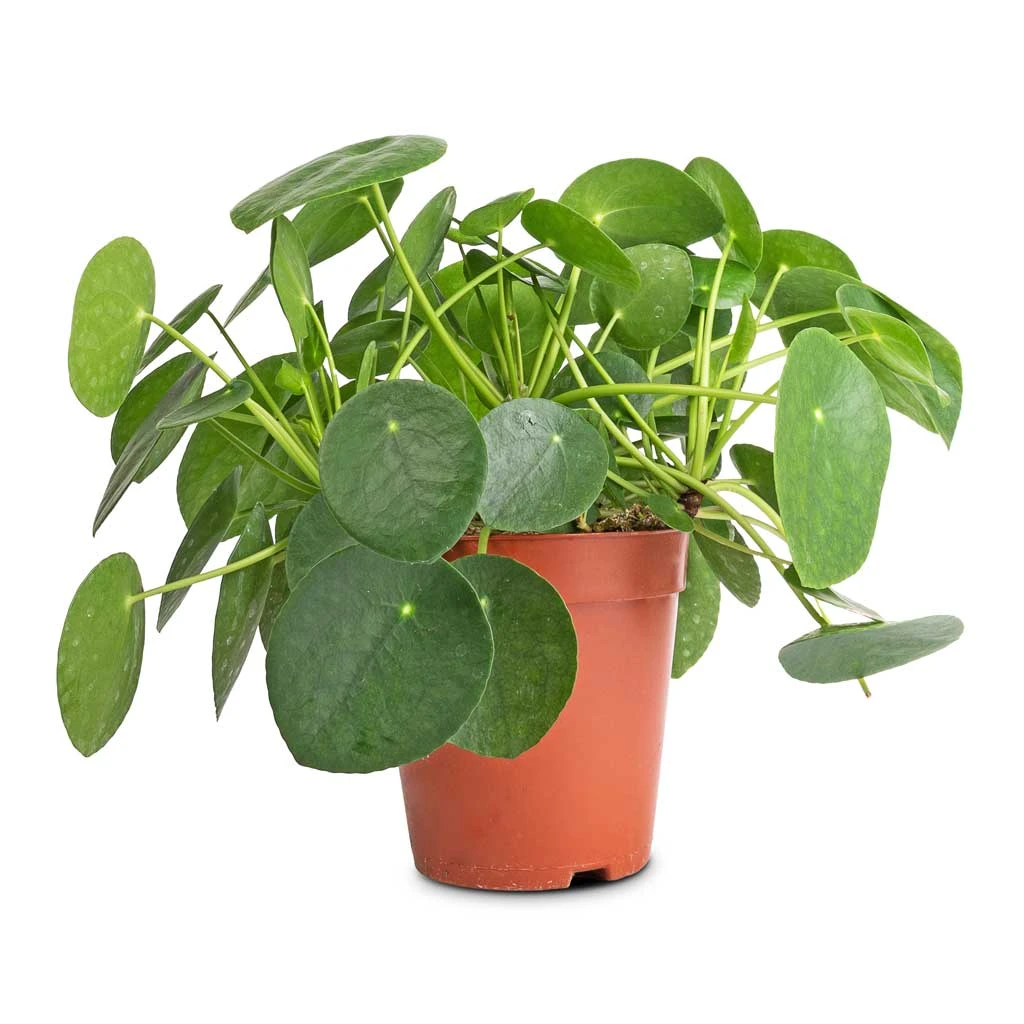 Pilea Peperomioides - Chinese Money Plant 11 Pilea Peperomioides - Chinese Money Plant - Image 9