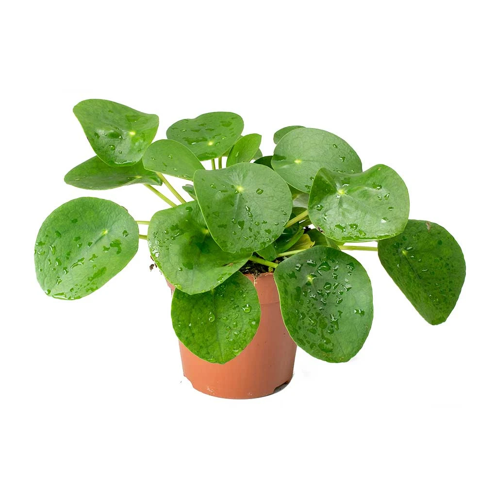 Pilea Peperomioides - Chinese Money Plant 7 Pilea Peperomioides - Chinese Money Plant - Image 5