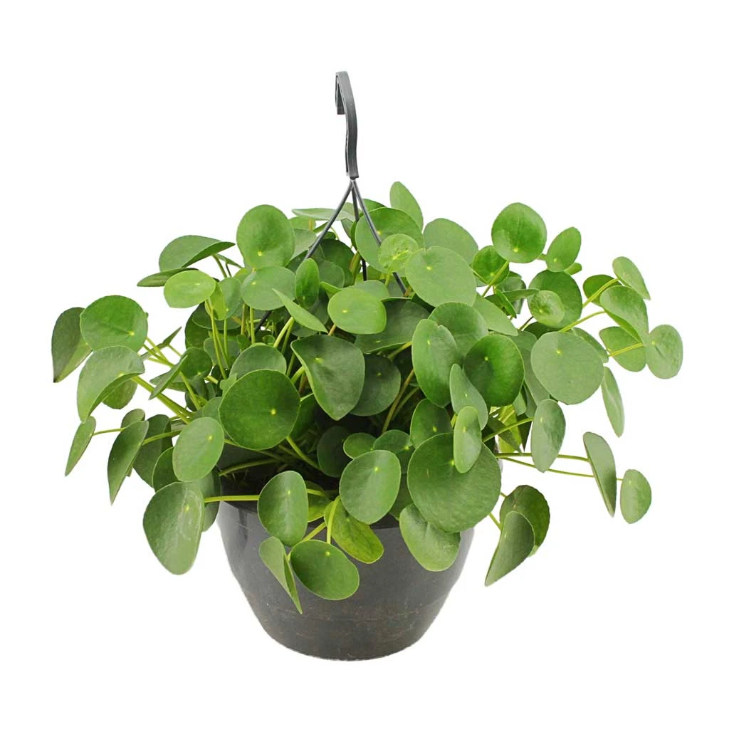 Pilea Peperomioides - Chinese Money Plant 13 Pilea Peperomioides - Chinese Money Plant - Image 11