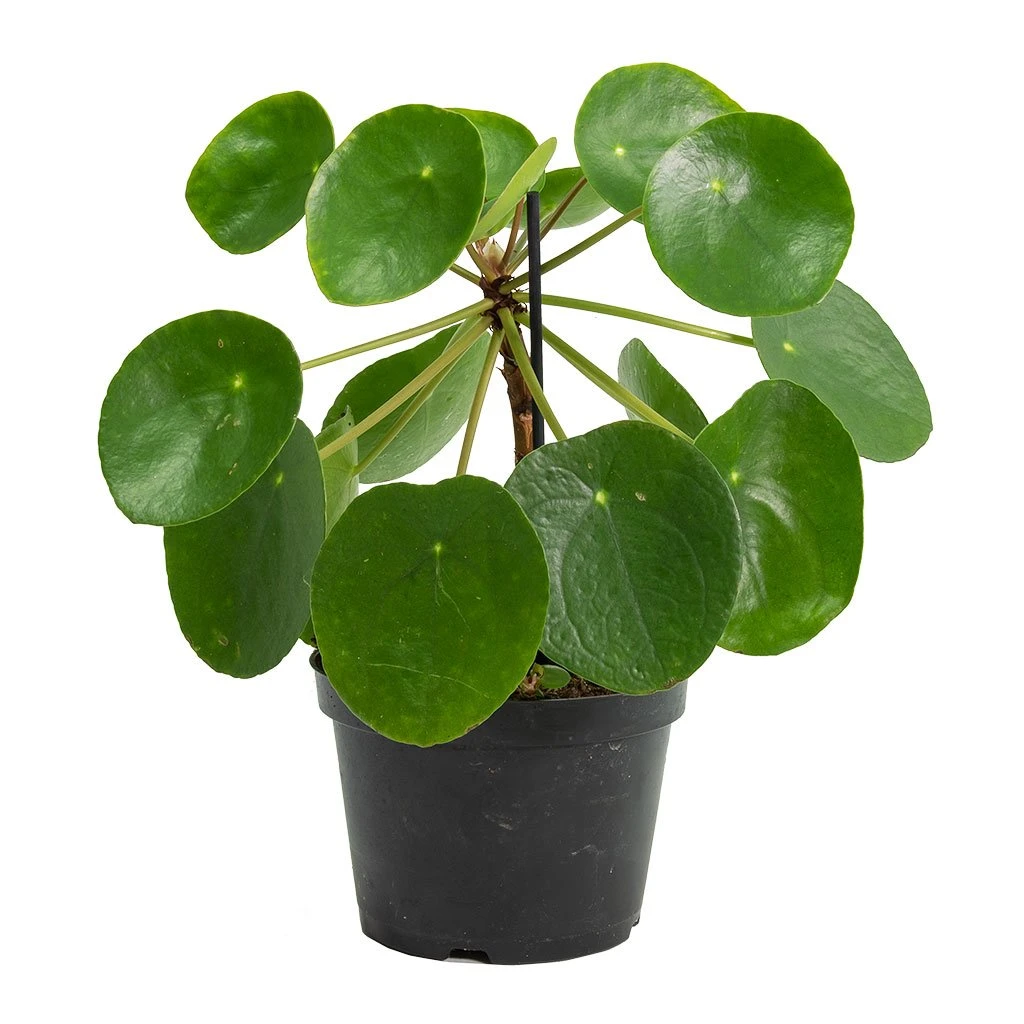 Pilea Peperomioides - Chinese Money Plant 12 Pilea Peperomioides - Chinese Money Plant - Image 10