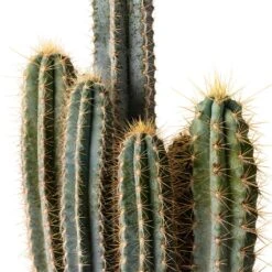 Pilocereus Pachycladus Azureus - Blue Columnar Cactus 14 Pilocereus Pachycladus Azureus - Blue Columnar Cactus -Plant Promotion Store Pilocereus pachycladus Blue Column Cactus 17x30cm Close