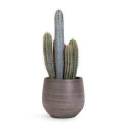 Esra Plant Pot - Mystic Grey -Plant Promotion Store Pilocereus pachycladus Blue Column Cactus 17x30cm Esra Plant Pot Mystic Grey 22x20cm 04cd9e22 0a4c 4cf6 82ba ff5b5eb9ae30