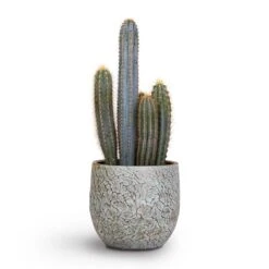 Pilocereus Pachycladus Azureus - Blue Columnar Cactus 13 Pilocereus Pachycladus Azureus - Blue Columnar Cactus -Plant Promotion Store Pilocereus pachycladus Blue Column Cactus 17x30cm Evi Plant Pot Antique Bronze 22x20cm