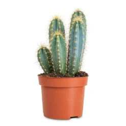 Pilocereus Pachycladus Azureus - Blue Columnar Cactus 17 Pilocereus Pachycladus Azureus - Blue Columnar Cactus -Plant Promotion Store Pilocereus pachycladus azureus 12x30cm