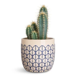 Geo Plant Pot - Crème Blue -Plant Promotion Store Pilocereus pachycladus azureus 12x30cm Geo Pot Creme Blue 14x13cm 1