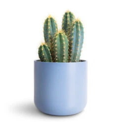 Lisbon Plant Pot - Powder Blue -Plant Promotion Store Pilocereus pachycladus azureus 12x30cm Lisbon Pot Powder Blue 13.5x13.5cm 1