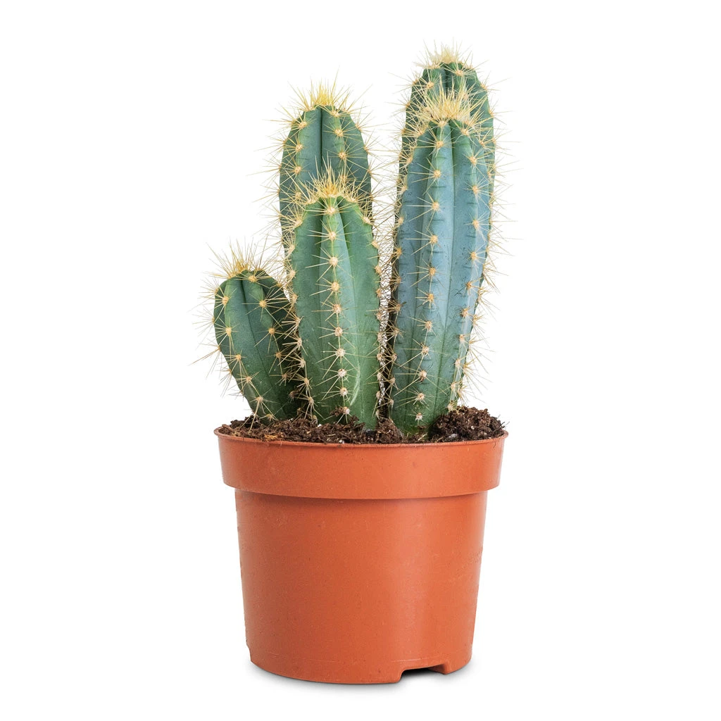 Pilocereus Pachycladus Azureus - Blue Columnar Cactus 9 Pilocereus Pachycladus Azureus - Blue Columnar Cactus - Image 7