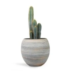 Pilocereus Pachycladus Azureus - Blue Columnar Cactus 18 Pilocereus Pachycladus Azureus - Blue Columnar Cactus -Plant Promotion Store Pilocereus pachycladus azureus Blue Columnar Cactus 17x30cm Dex Plant Pot Earth 28x25cm