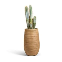 Dune Partner Planter - Almond 24 Dune Partner Planter - Almond -Plant Promotion Store Pilocereus pachycladus azureus Blue Columnar Cactus 17x60cm Dune Partner Planter Almond 25x40cm