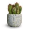 Pilosocereus Gounellei - Xique-Xique Cactus 1 Pilosocereus Gounellei - Xique-Xique Cactus -Plant Promotion Store Pilosocereus gounellei Xique Xique Cactus 10.5x15cm Head Plant Pot Cement 14x11cm