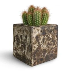 Pilosocereus Gounellei - Xique-Xique Cactus 14 Pilosocereus Gounellei - Xique-Xique Cactus -Plant Promotion Store Pilosocereus gounellei Xique Xique Cactus 10.5x15cm Lava Cube Relic Planter Black 16x16x16cm