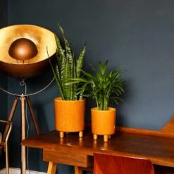 Pisa Plant Pot - Mustard 17 Pisa Plant Pot - Mustard -Plant Promotion Store Pisa Plant Pot Mustard 20 x 24cm