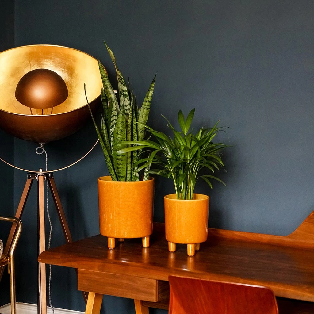 Pisa Plant Pot - Mustard 8 Pisa Plant Pot - Mustard - Image 6