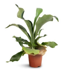 Platycerium Bifurcatum - Common Staghorn Fern 19 Platycerium Bifurcatum - Common Staghorn Fern -Plant Promotion Store Platycerium Bifurcatum Common Staghorn Fern 12x40cm 1