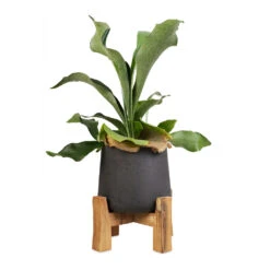 Patt Plant Pot - Low Stand - Black Washed -Plant Promotion Store Platycerium Bifurcatum Common Staghorn Fern 12x40cm Patt Plant Pot Low Stand Black Washed 21x20cm 1 5e6172b0 8676 4520 84d6 aaf8dfd59d0c