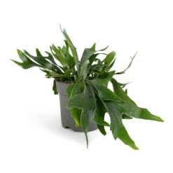 Platycerium Bifurcatum - Common Staghorn Fern 22 Platycerium Bifurcatum - Common Staghorn Fern -Plant Promotion Store Platycerium Bifurcatum Common Staghorn Fern 17x35cm