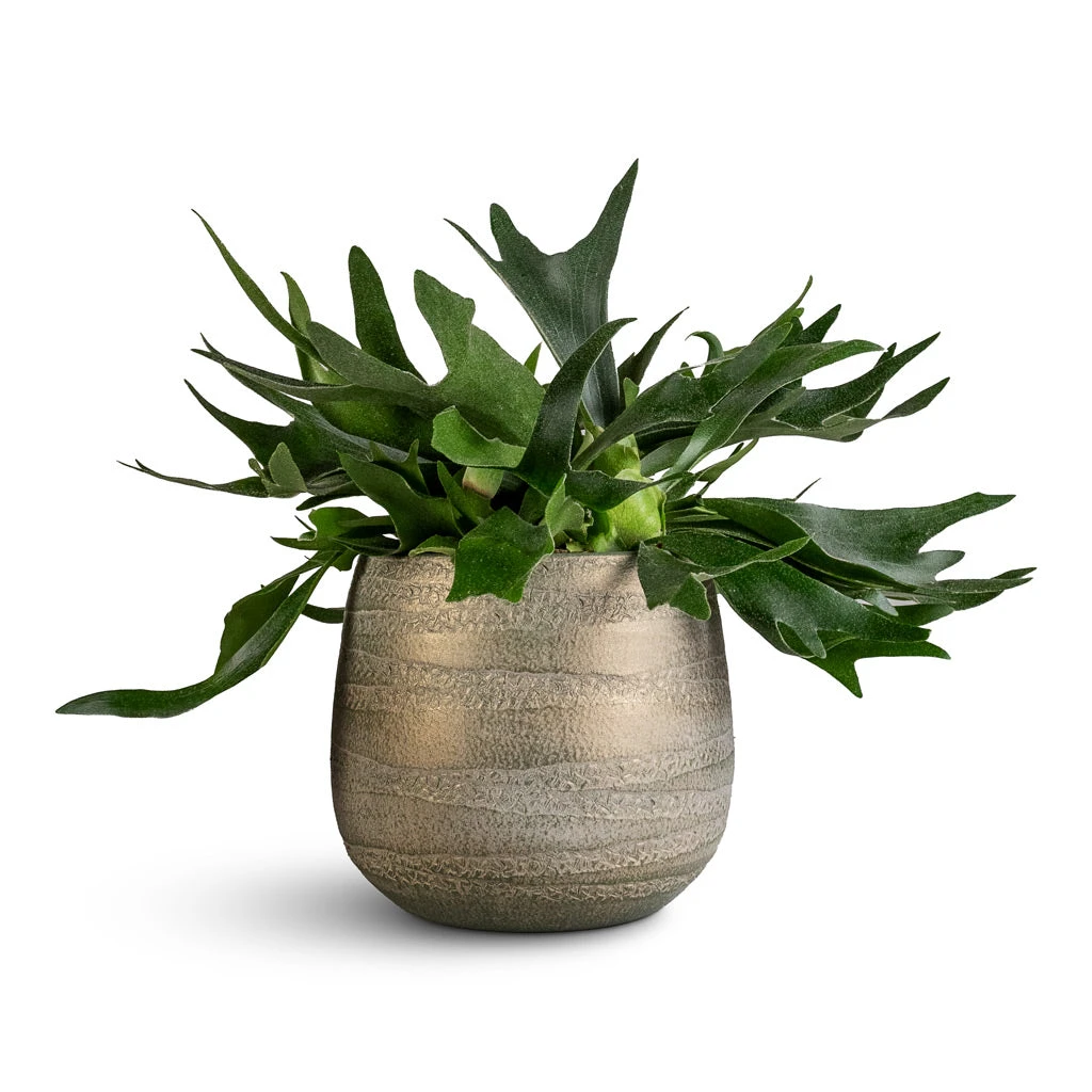 Joyce Plant Pot - Shiny Olive 6 Joyce Plant Pot - Shiny Olive - Image 4
