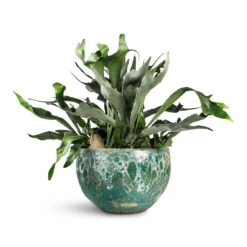 Platycerium Bifurcatum - Common Staghorn Fern 21 Platycerium Bifurcatum - Common Staghorn Fern -Plant Promotion Store Platycerium bifurcatum Common Staghorn 28x60cm Lava Bowl Relic Planter Jade 40x24cm