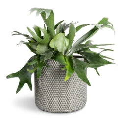Platycerium Bifurcatum - Common Staghorn Fern 20 Platycerium Bifurcatum - Common Staghorn Fern -Plant Promotion Store Platycerium bifurcatum Common Staghorn Fern 17x35cm Bernt Plant Pot Shiny Black 21x19cm