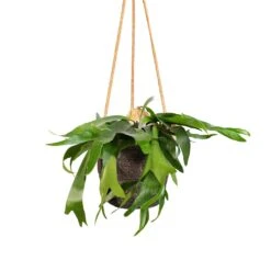 Platycerium Bifurcatum - Common Staghorn Fern 26 Platycerium Bifurcatum - Common Staghorn Fern -Plant Promotion Store Platycerium bifurcatum Common Staghorn Fern 17x35cm Igmar Hanging Plant Basket Grey 19x17cm 9ede0a35 cdb3 4fd3 9565 b746d835c448